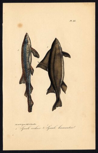 Antique Print-SMALL SPOTTED CATSHARK-SAILFIN ROUGHSHARK-Pl. 25-Lacepede-1832