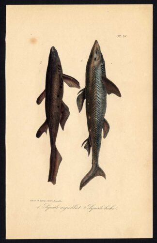 Antique Print-LEAFSCALE GULPER SHARK-KITEFIN-SEAL-Pl. 26-Lacepede-1832