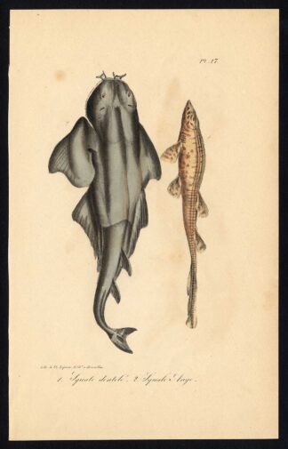 Antique Print-SHARK-BOWMOUTH GUITARFISH-Pl. 27-Lacepede-1832