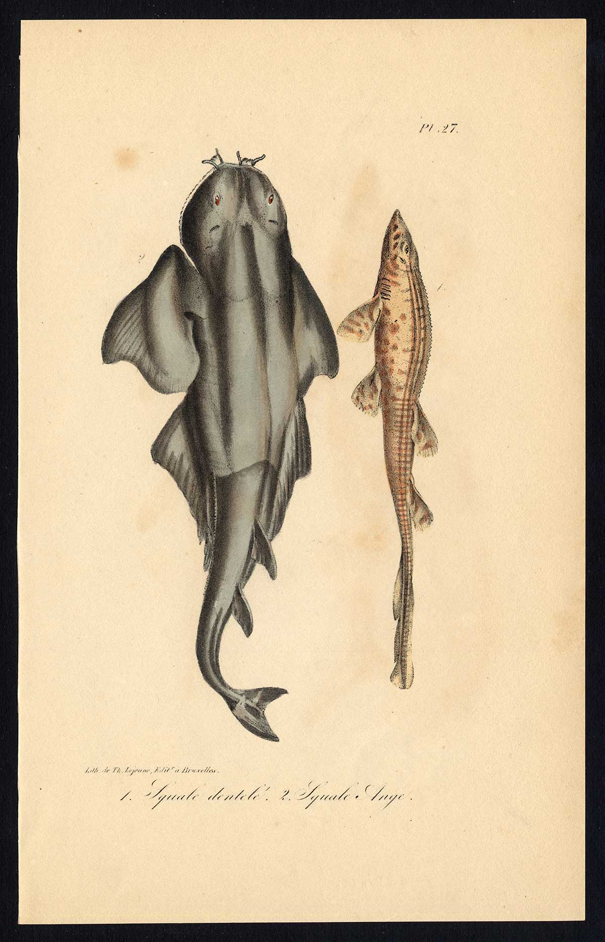 , Antique Print-SHARK-BOWMOUTH GUITARFISH-Pl. 27-Lacepede-1832, Pictura Antique Prints