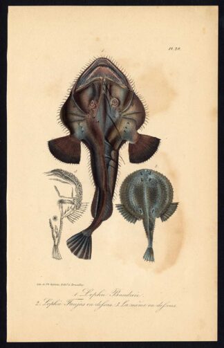 Antique Print-ANGLER-MONKFISH-GOOSEFISH-Pl. 29-Lacepede-1832