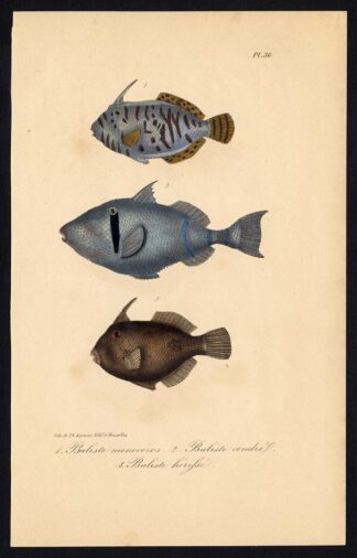 Antique Print-SCRAWLED FILEFISH-BALISTES-Pl. 36-Lacepede-1832