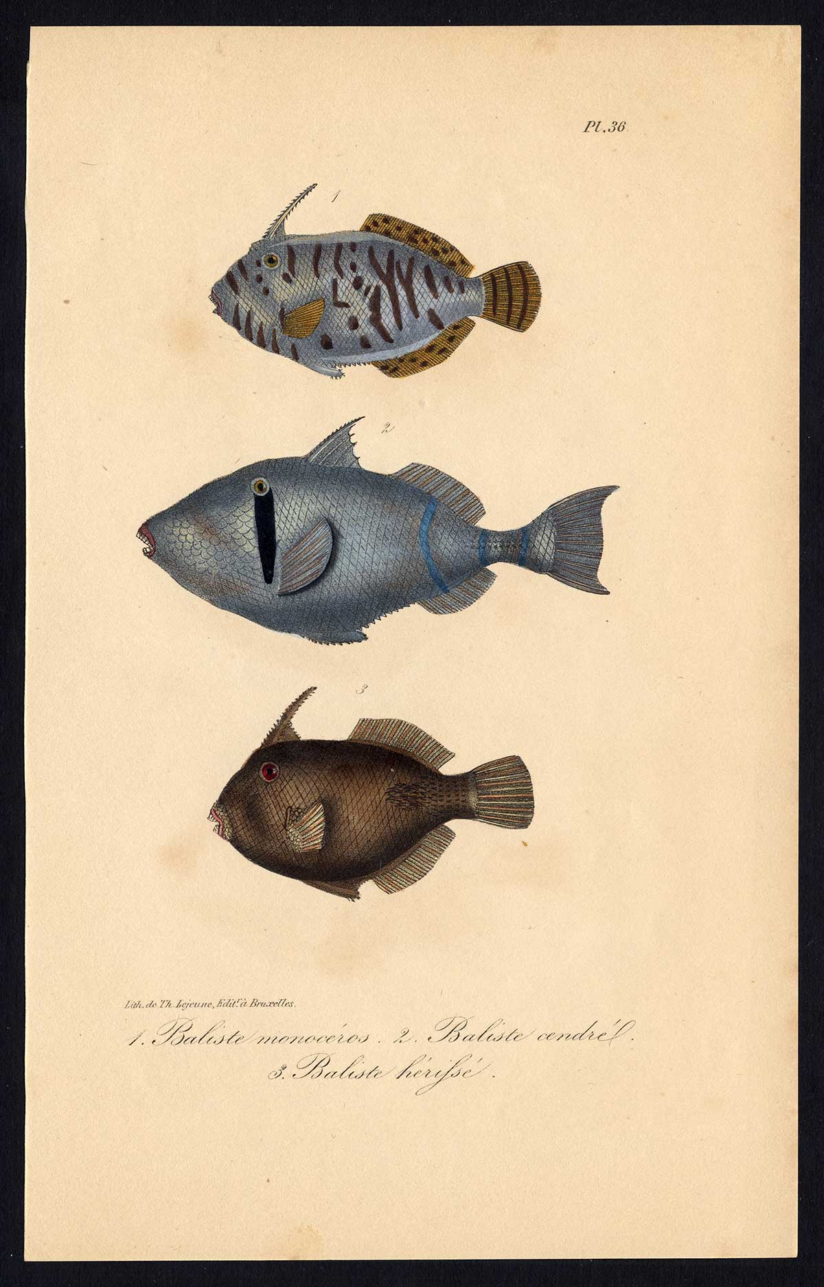 , Antique Print-SCRAWLED FILEFISH-BALISTES-Pl. 36-Lacepede-1832, Pictura Antique Prints