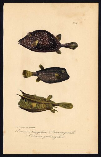 Antique Print-OSTRACION-BOXFISH-Pl. 38-Lacepede-1832