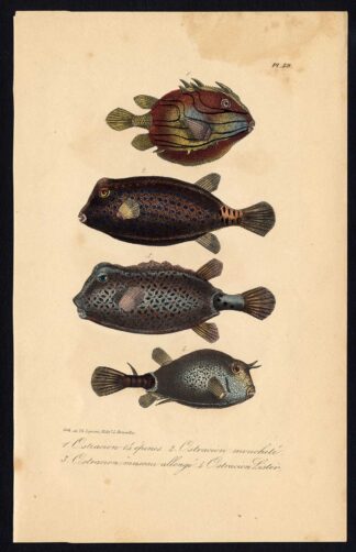 Antique Print-OSTRACION-BOXFISH-Pl. 39-Lacepede-1832