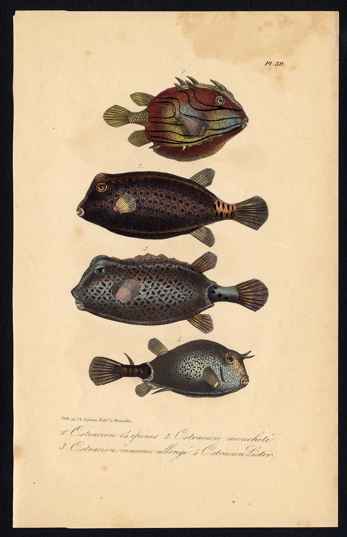 , Antique Print-OSTRACION-BOXFISH-Pl. 39-Lacepede-1832, Pictura Antique Prints
