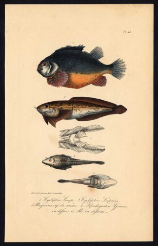 Antique Print-LUMPSUCKER-COMMON SEASNAIL-SHORE KLINGFISH-Pl. 44-Lacepede-1832