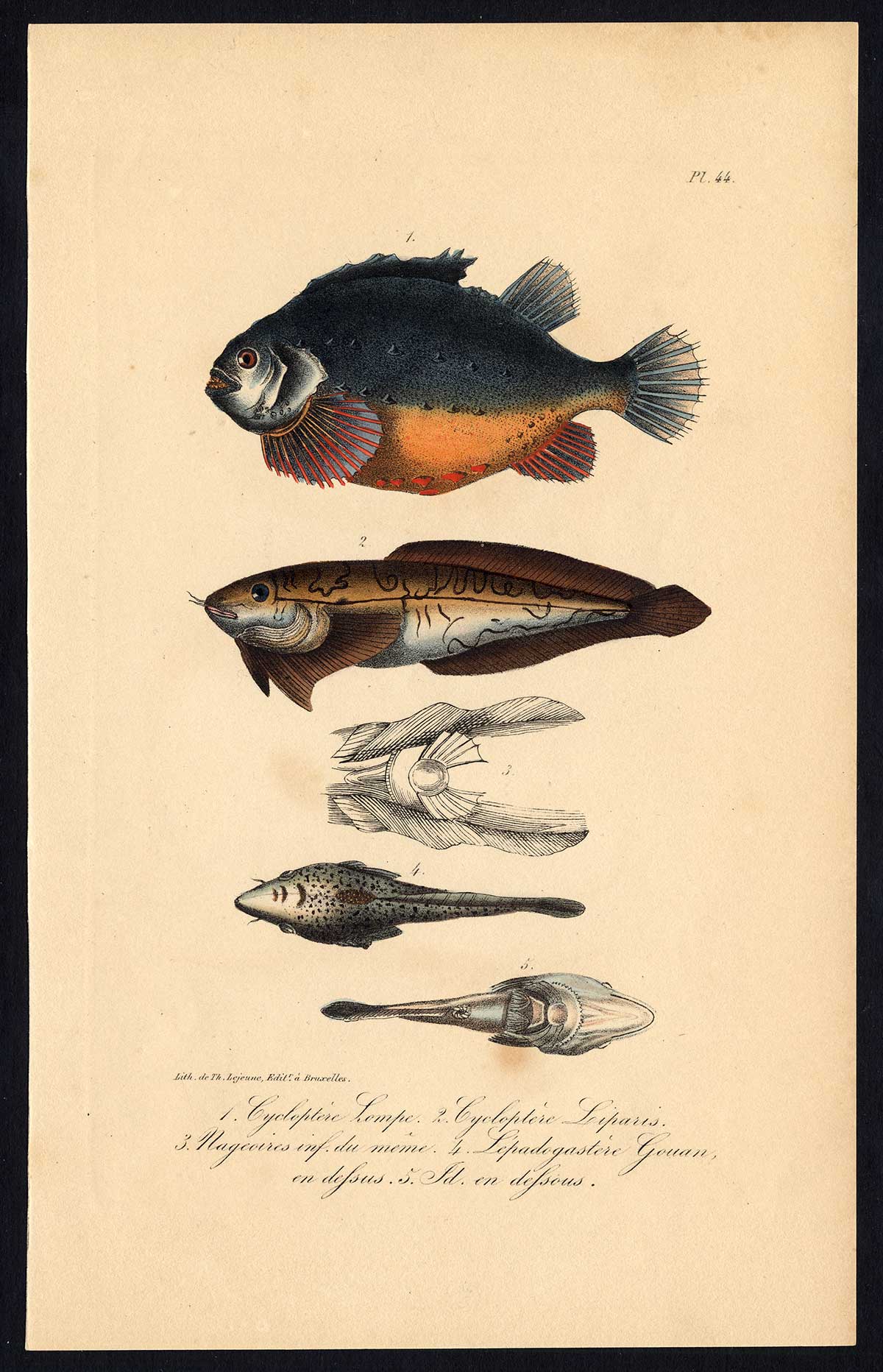, Antique Print-LUMPSUCKER-COMMON SEASNAIL-SHORE KLINGFISH-Pl. 44-Lacepede-1832, Pictura Antique Prints