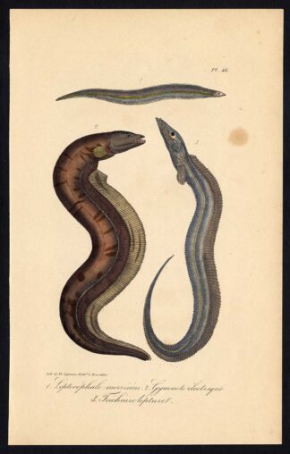 Antique Print-CONGER EEL-ELECTRIC-CUTLASSFISH-Pl. 46-Lacepede-1832