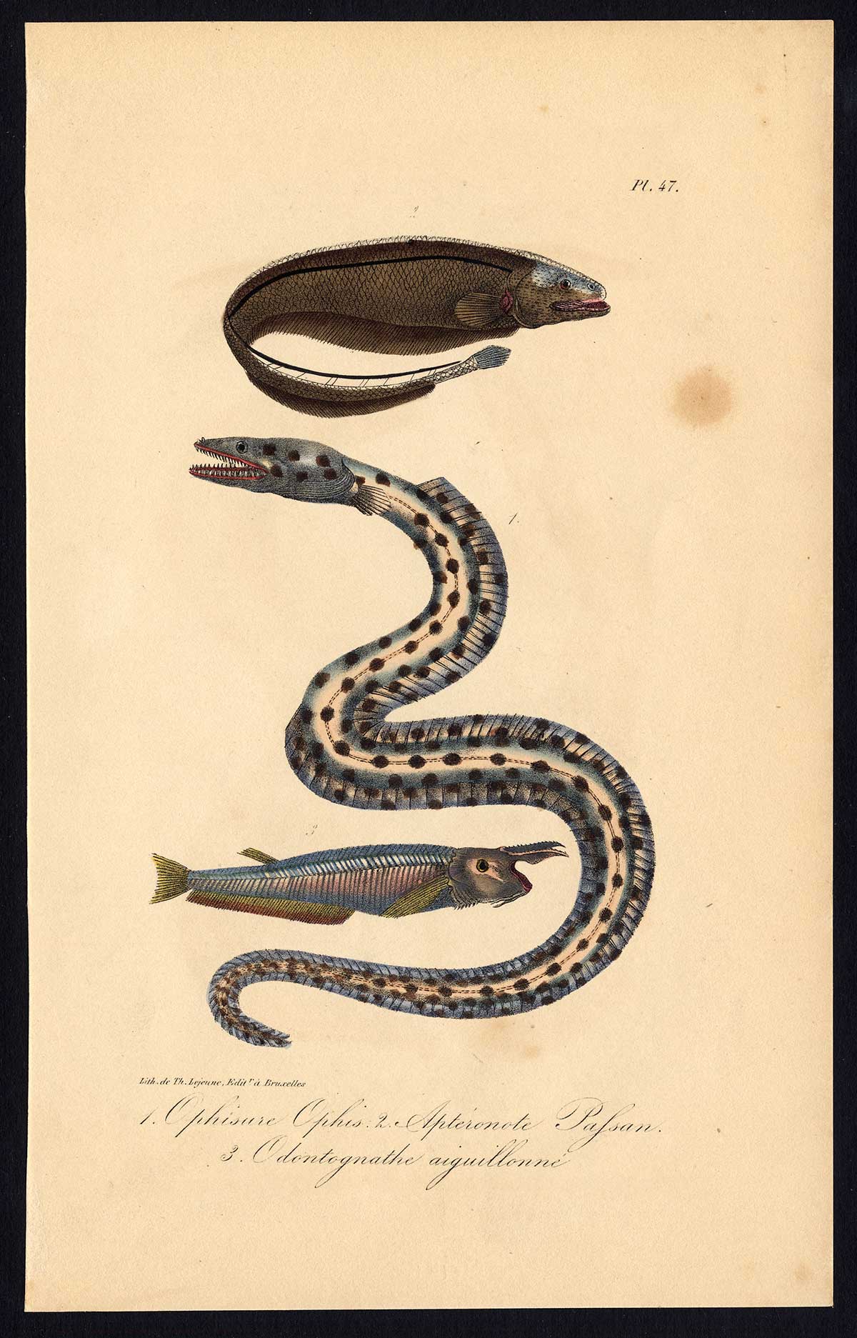 , Antique Print-SERPENT EEL-KNIVEFISH-CAYENNE ODONTOGNATHE-Pl. 47-Lacepede-1832, Pictura Antique Prints