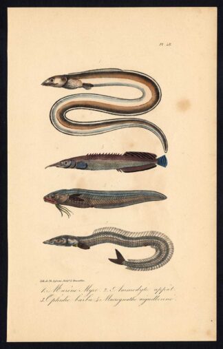 Antique Print-MORAY-SAND LANCE-CUSK EEL-SPINY-FISH-Pl. 48-Lacepede-1832