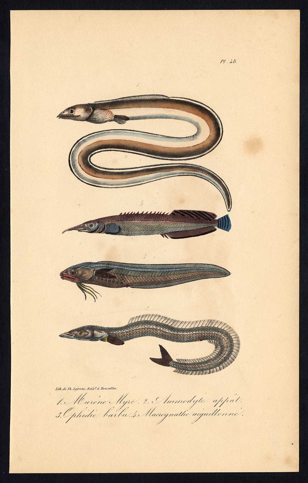 , Antique Print-MORAY-SAND LANCE-CUSK EEL-SPINY-FISH-Pl. 48-Lacepede-1832, Pictura Antique Prints