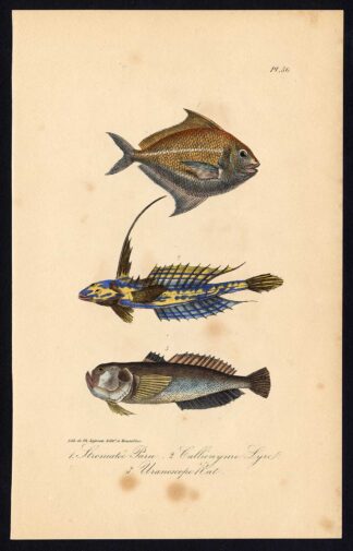 Antique Print-BUTTERFISH-COMMON DRAGONET-STARGAZER-Pl. 50-Lacepede-1832
