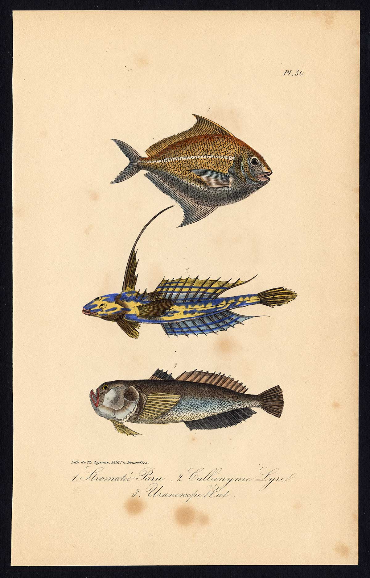 , Antique Print-BUTTERFISH-COMMON DRAGONET-STARGAZER-Pl. 50-Lacepede-1832, Pictura Antique Prints