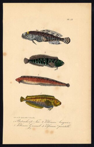 Antique Print-TOADFISH-BLENNY-Pl. 52-Lacepede-1832
