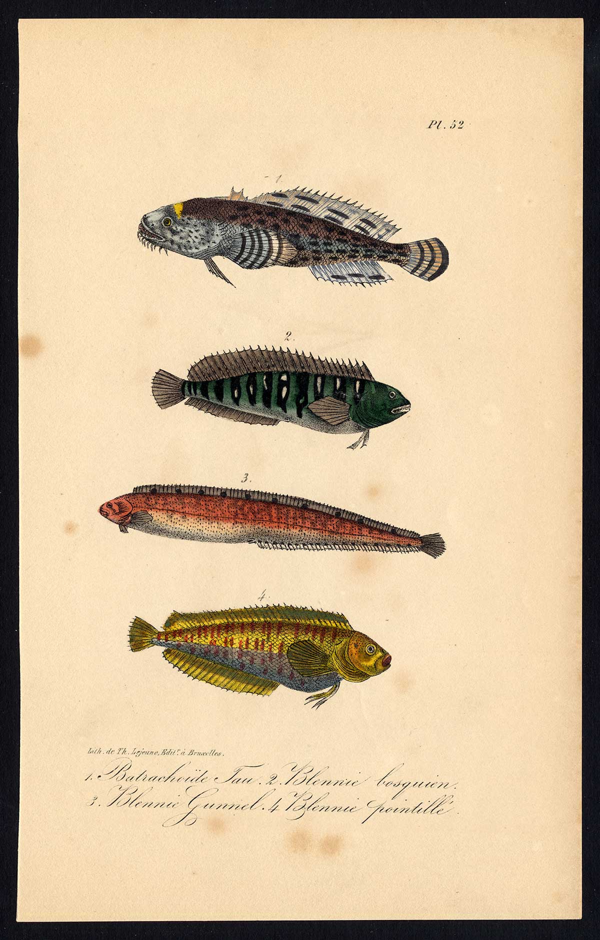 , Antique Print-TOADFISH-BLENNY-Pl. 52-Lacepede-1832, Pictura Antique Prints