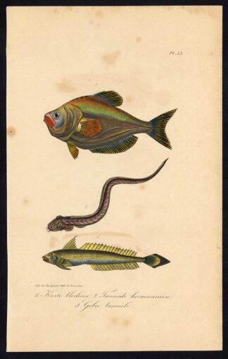 Antique Print-NURSERYFISH-GOBY-Pl. 53-Lacepede-1832