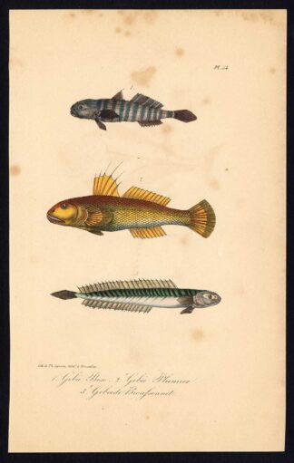 Antique Print-FISH-GOBY-Pl. 54-Lacepede-1832