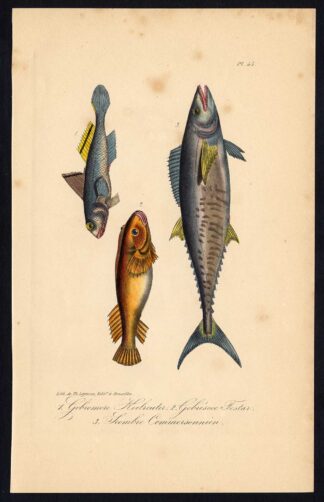 Antique Print-SLEEPER FISH-KLINGFISH-MACKEREL-Pl. 55-Lacepede-1832
