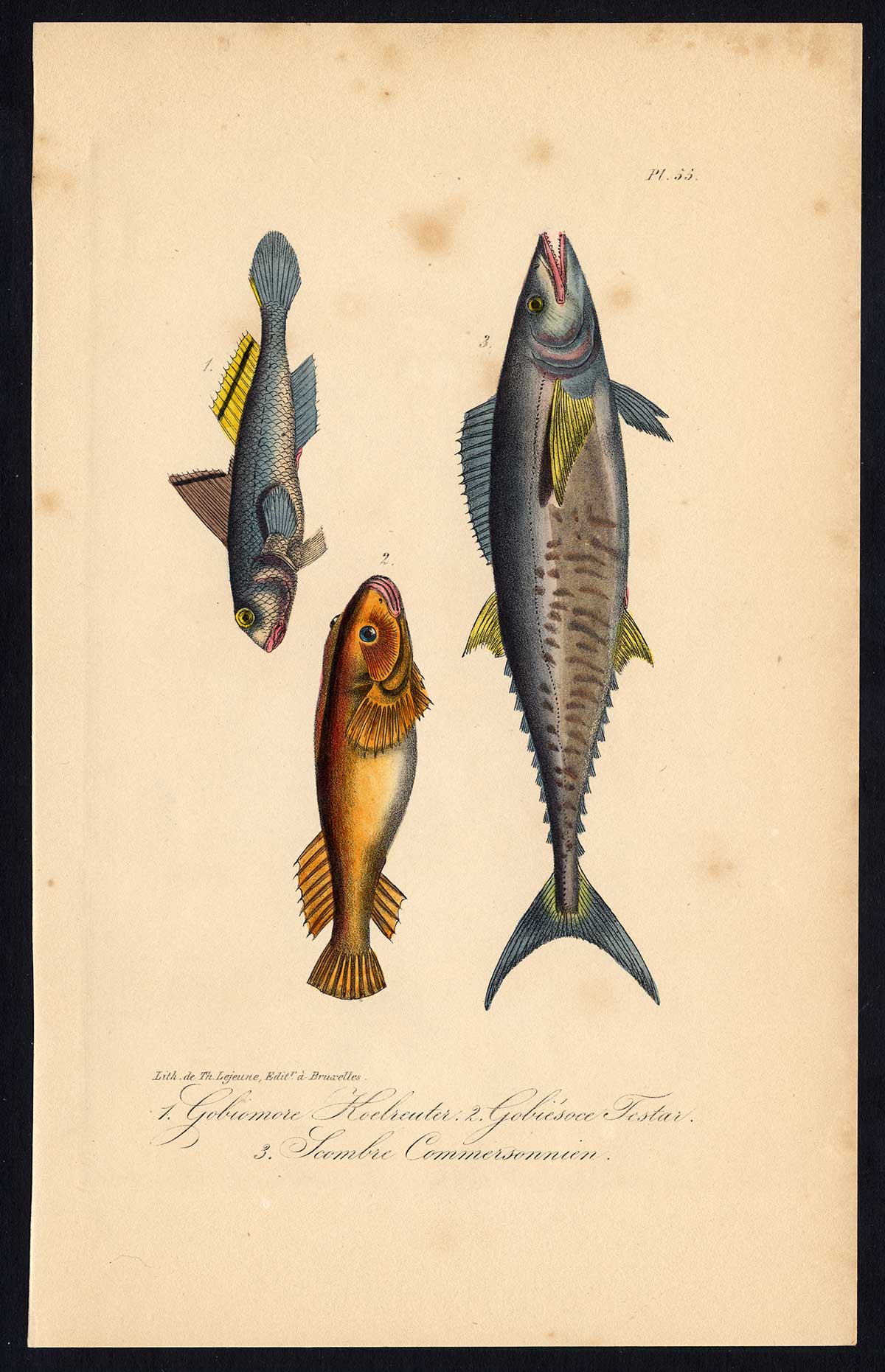 , Antique Print-SLEEPER FISH-KLINGFISH-MACKEREL-Pl. 55-Lacepede-1832, Pictura Antique Prints
