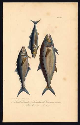Antique Print-SCOMBER-FISH-MACKEREL-Pl. 56-Lacepede-1832