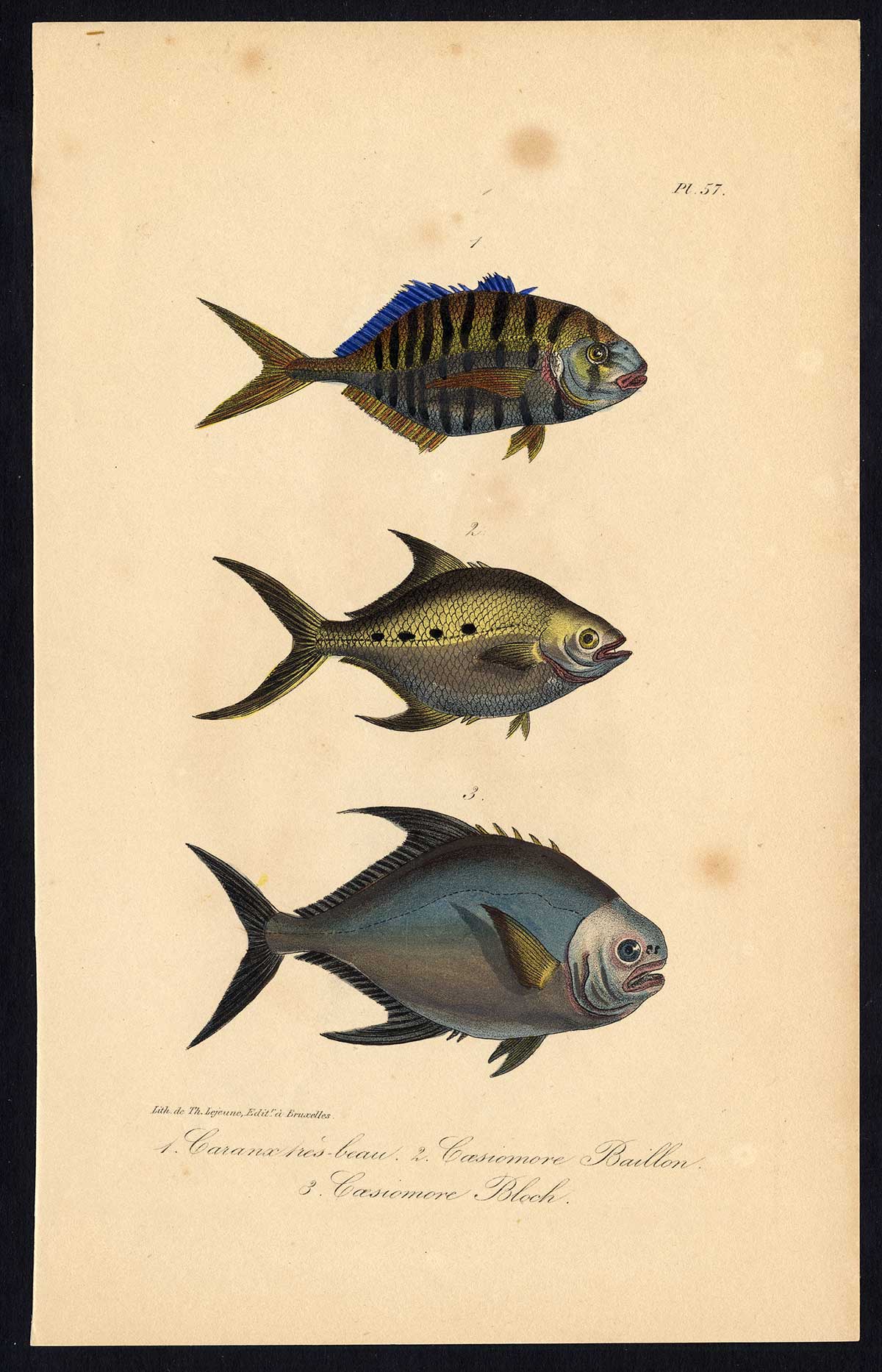 , Antique Print-COCINERO-STRIPED JACK-CAESIOMORE BLOCH-FISH-Pl. 57-Lacepede-1832, Pictura Antique Prints