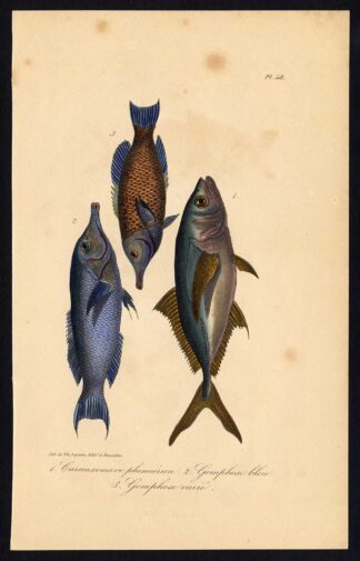 Antique Print-BLUE WRASSE-BIRD-FISH-Pl. 58-Lacepede-1832