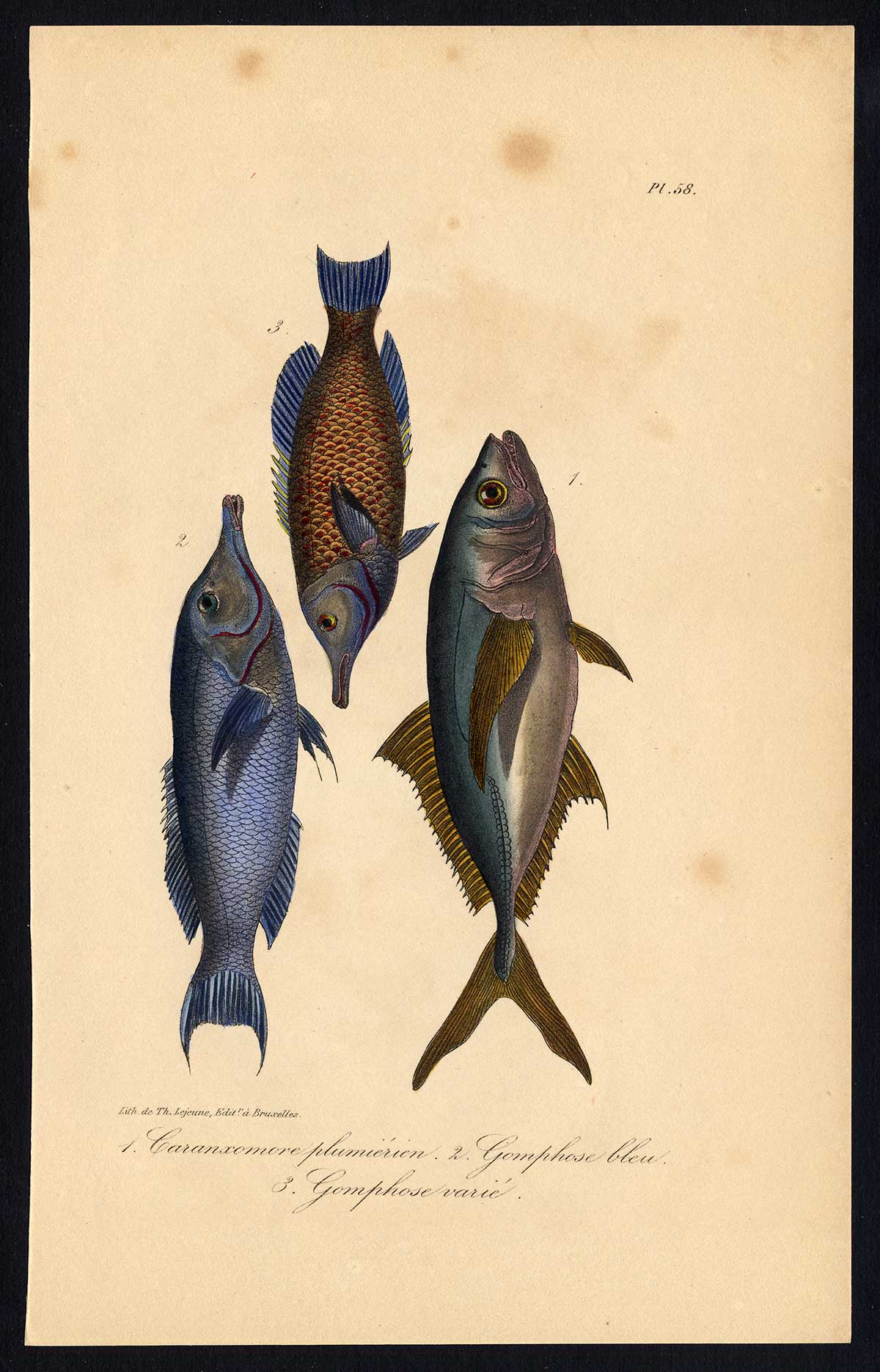 , Antique Print-BLUE WRASSE-BIRD-FISH-Pl. 58-Lacepede-1832, Pictura Antique Prints