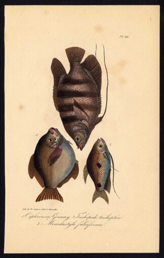 Antique Print-THREE SPOT GOURAMI-MOONY FISH-Pl. 60-Lacepede-1832
