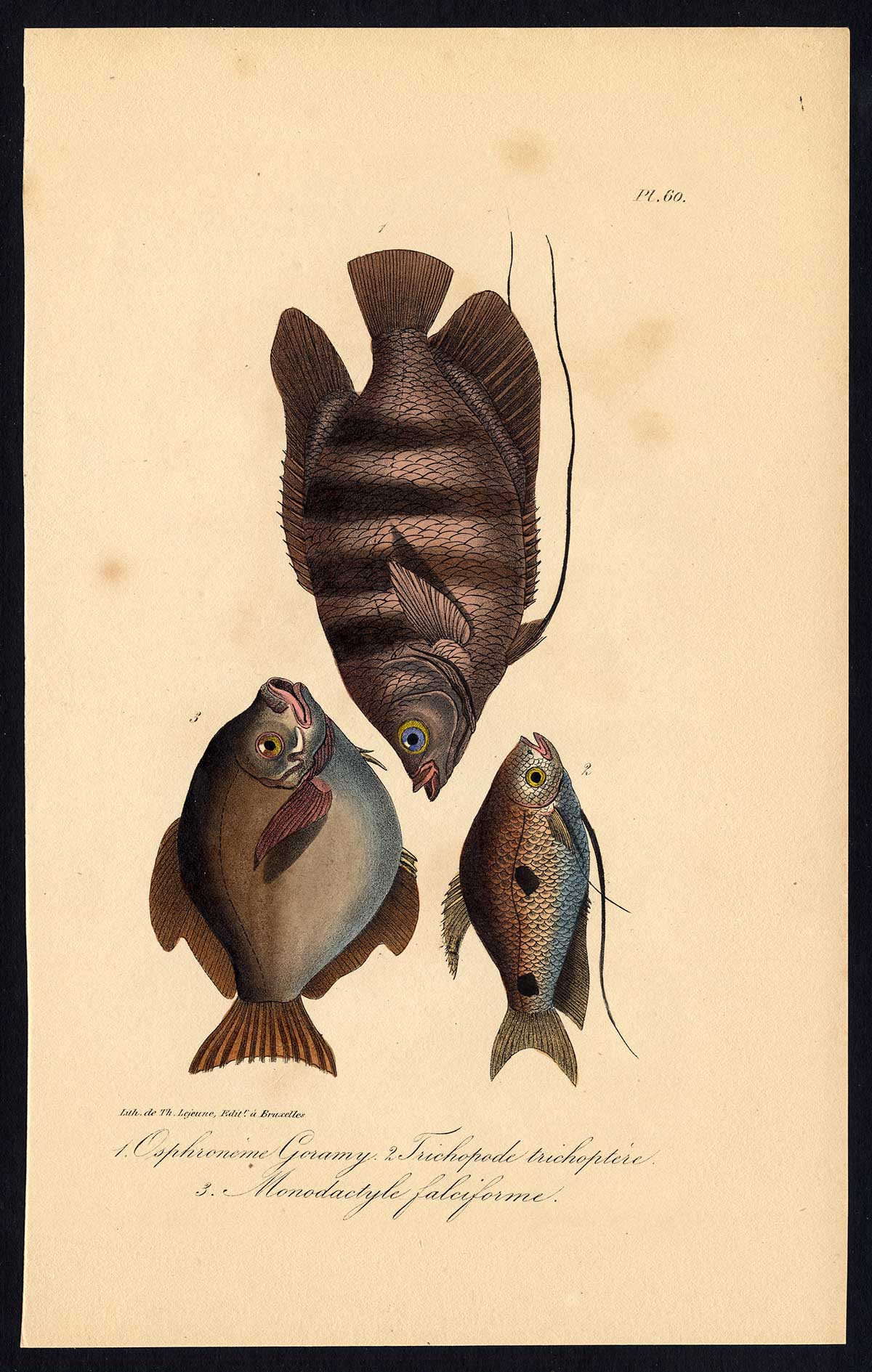 Ebt0283 416x655 Antique Print-THREE SPOT GOURAMI-MOONY FISH-Pl. 60-Lacepede-1832