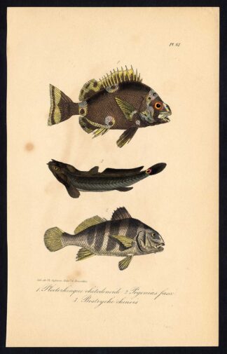 Antique Print-HARLEQUIN SWEETLIPS-BLACK DRUM-4 EYED SLEEPER-Pl. 61-Lacepede-1832