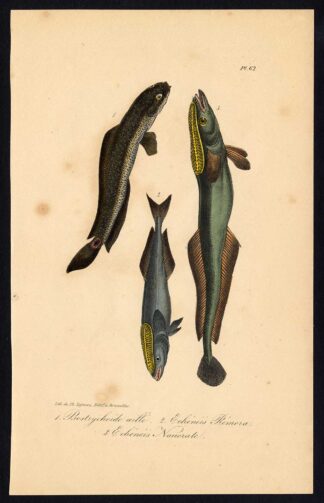 Antique Print-SNAKEHEAD FISH-REMORA-SHARKSUCKER-Pl. 62-Lacepede-1832