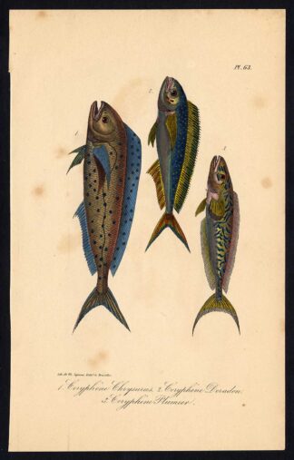 Antique Print-CORYPHAENA-DOLPHIN FISH-DORADO-MAHI-Pl. 63-Lacepede-1832