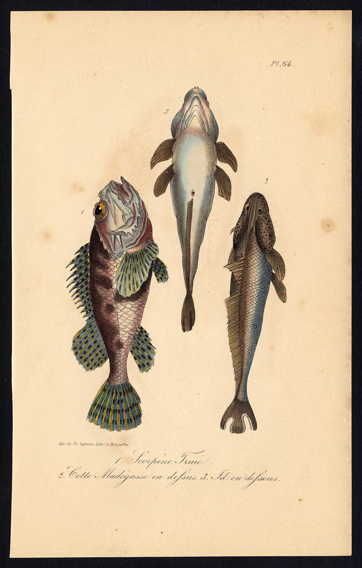 , Antique Print-COTTUS-SCULPIN FISH-SCORPIONFISH-Pl. 64-Lacepede-1832, Pictura Antique Prints