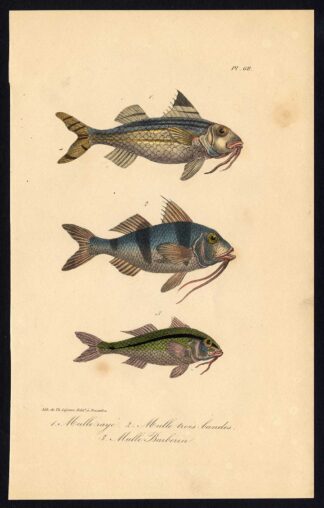 Antique Print-MULLUS-GOATFISH-Pl. 67-Lacepede-1832