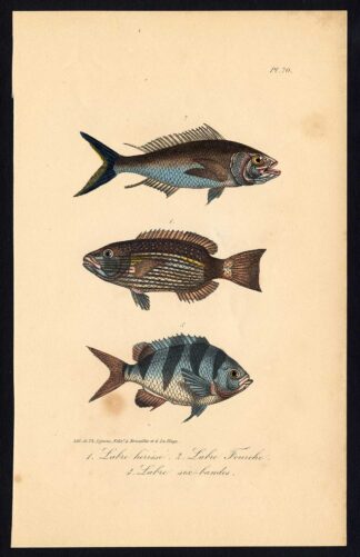 Antique Print-FISH-WRASSE-LABRIDAE-Pl. 70-Lacepede-1832