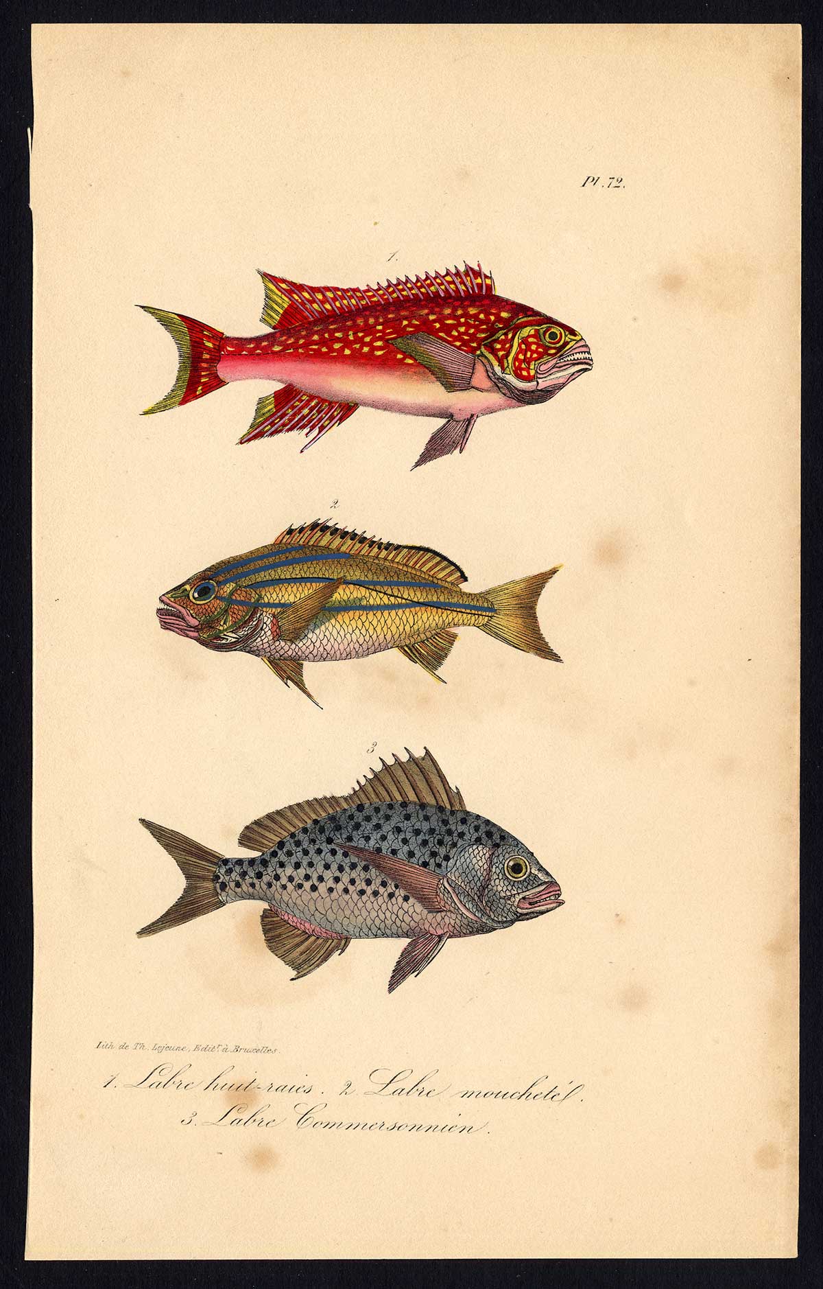 , Antique Print-FISH-WRASSE-LABRIDAE-Pl. 72-Lacepede-1832, Pictura Antique Prints
