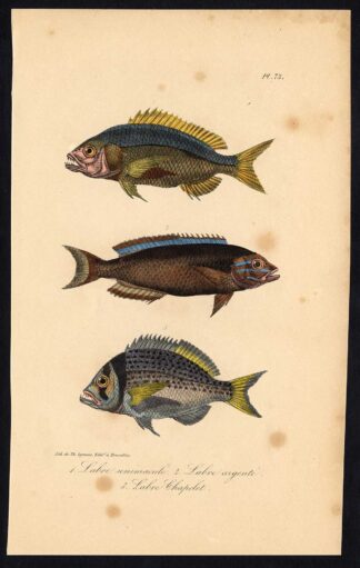 Antique Print-FISH-WRASSE-LABRIDAE-Pl. 73-Lacepede-1832