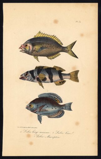 Antique Print-FISH-WRASSE-LABRIDAE-Pl. 74-Lacepede-1832