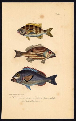 Antique Print-FISH-WRASSE-LABRIDAE-Pl. 75-Lacepede-1832