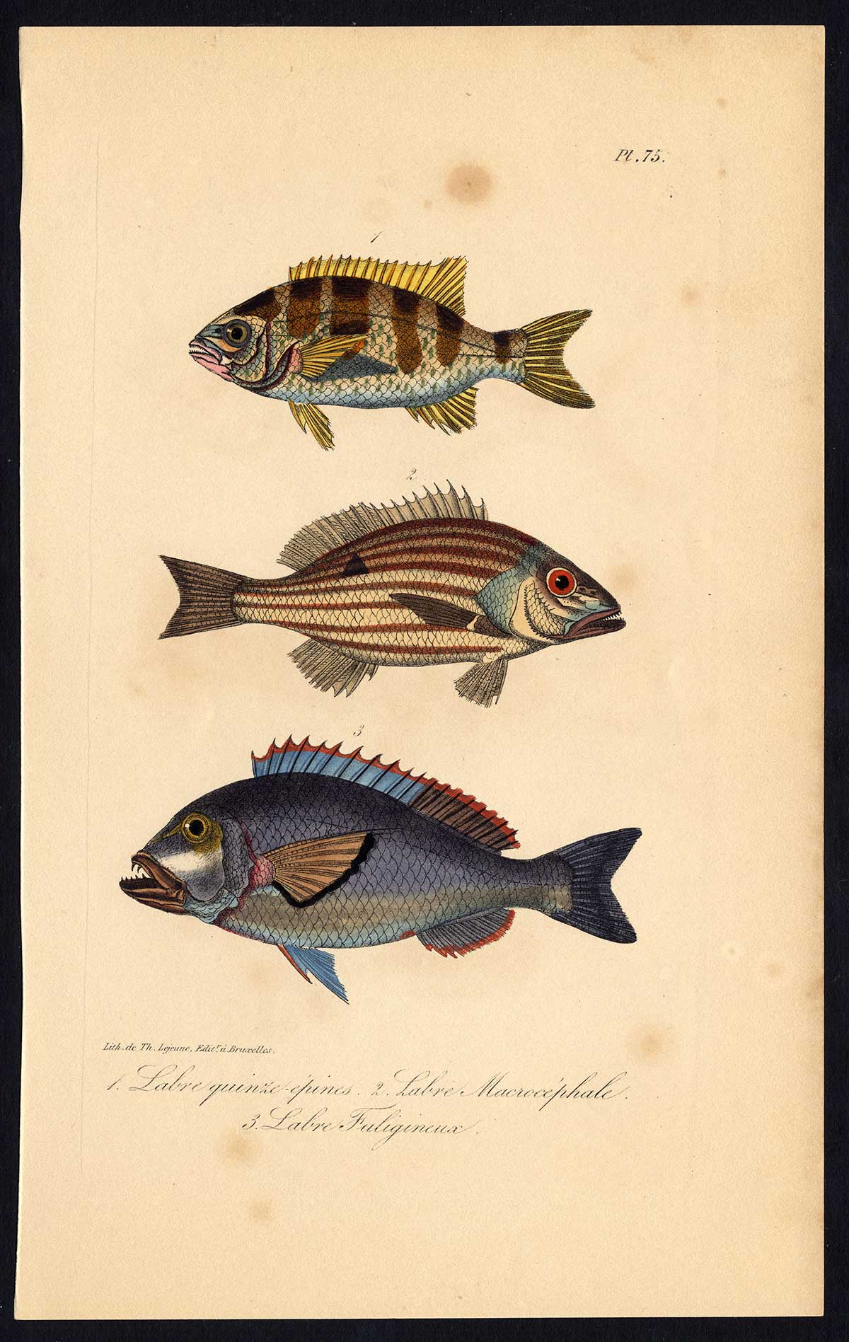 , Antique Print-FISH-WRASSE-LABRIDAE-Pl. 75-Lacepede-1832, Pictura Antique Prints