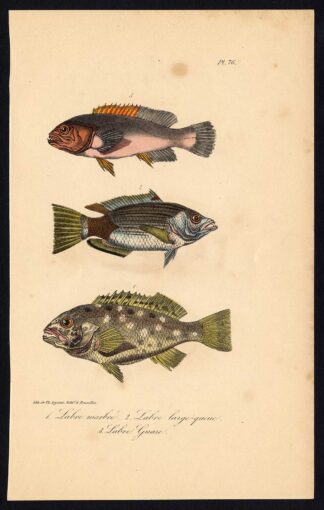 Antique Print-FISH-WRASSE-LABRIDAE-Pl. 76-Lacepede-1832