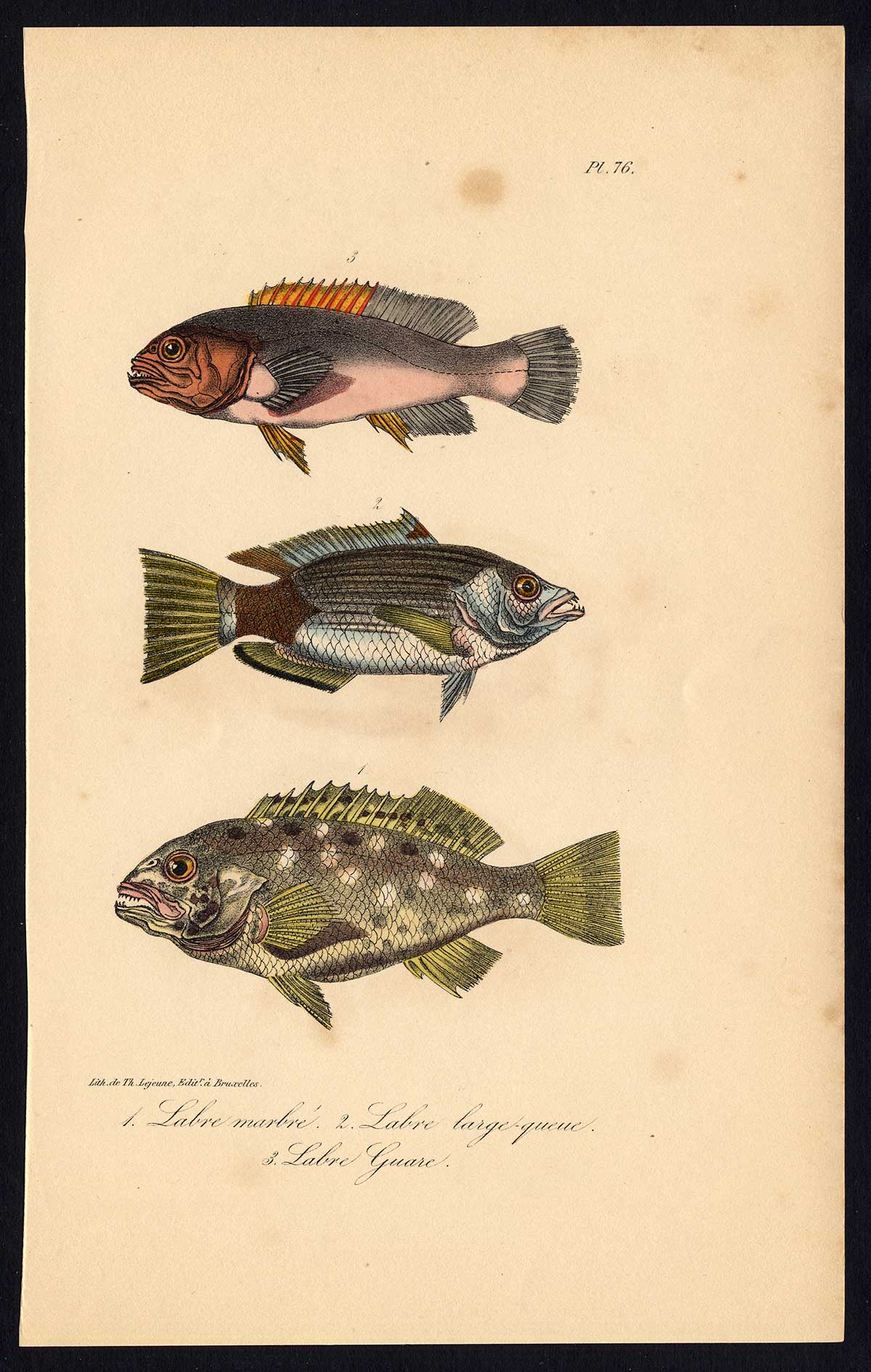 , Antique Print-FISH-WRASSE-LABRIDAE-Pl. 76-Lacepede-1832, Pictura Antique Prints