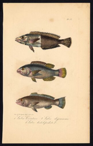 Antique Print-FISH-WRASSE-LABRIDAE-Pl. 77-Lacepede-1832