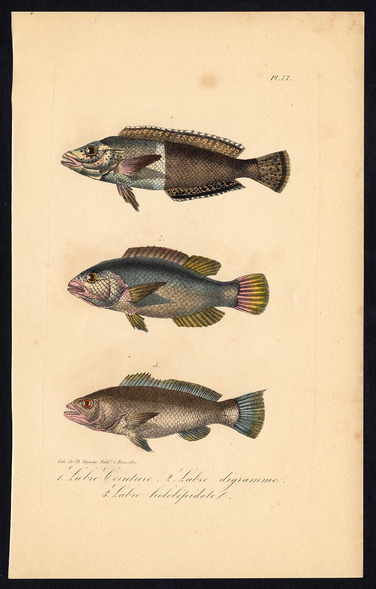 , Antique Print-FISH-WRASSE-LABRIDAE-Pl. 77-Lacepede-1832, Pictura Antique Prints