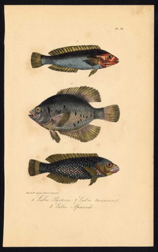 Antique Print-FISH-WRASSE-LABRIDAE-Pl. 78-Lacepede-1832