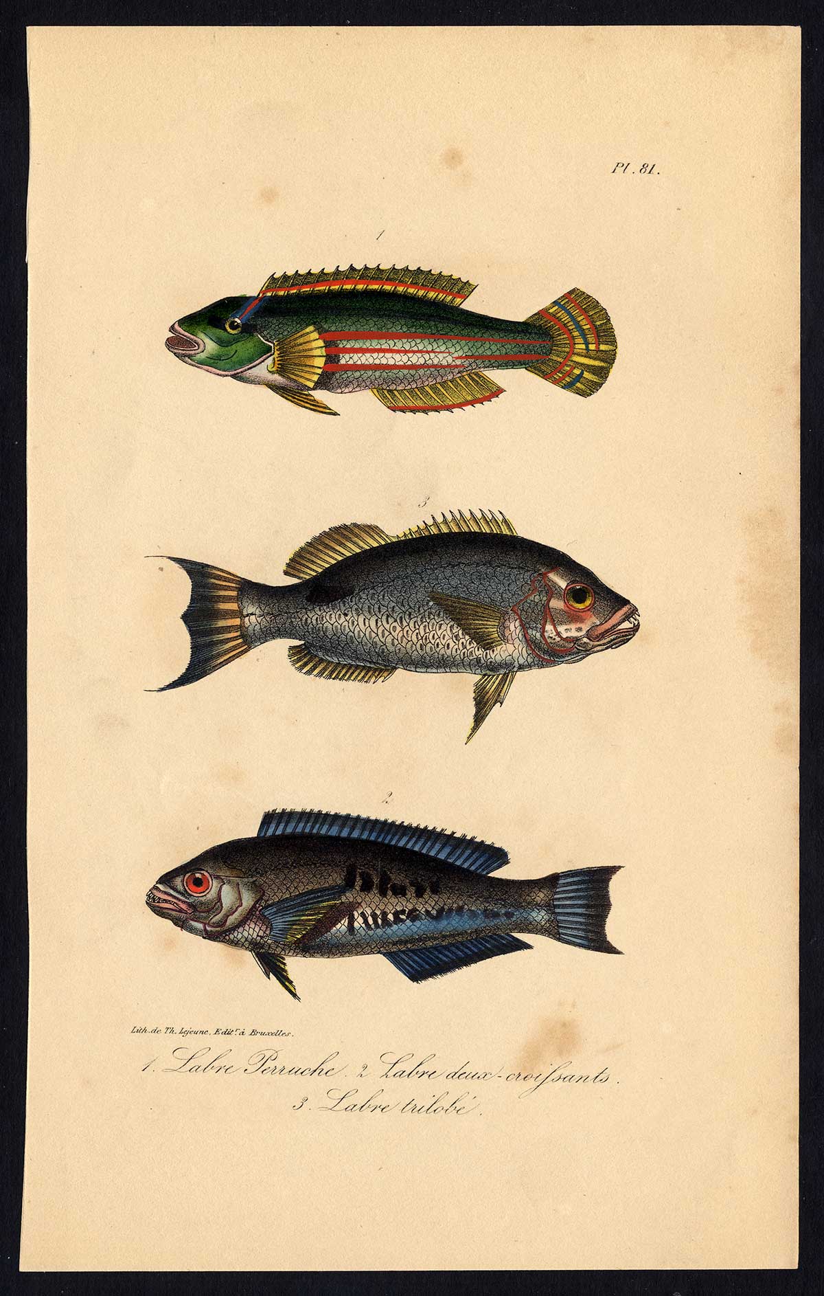 , Antique Print-FISH-WRASSE-LABRIDAE-Pl. 81-Lacepede-1832, Pictura Antique Prints