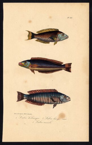 Antique Print-FISH-WRASSE-LABRIDAE-Pl. 82-Lacepede-1832