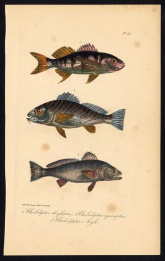 Antique Print-CARDINAL FISH-CHEILIDOPTERUS-APOGONIDAE-Pl. 84-Lacepede-1832