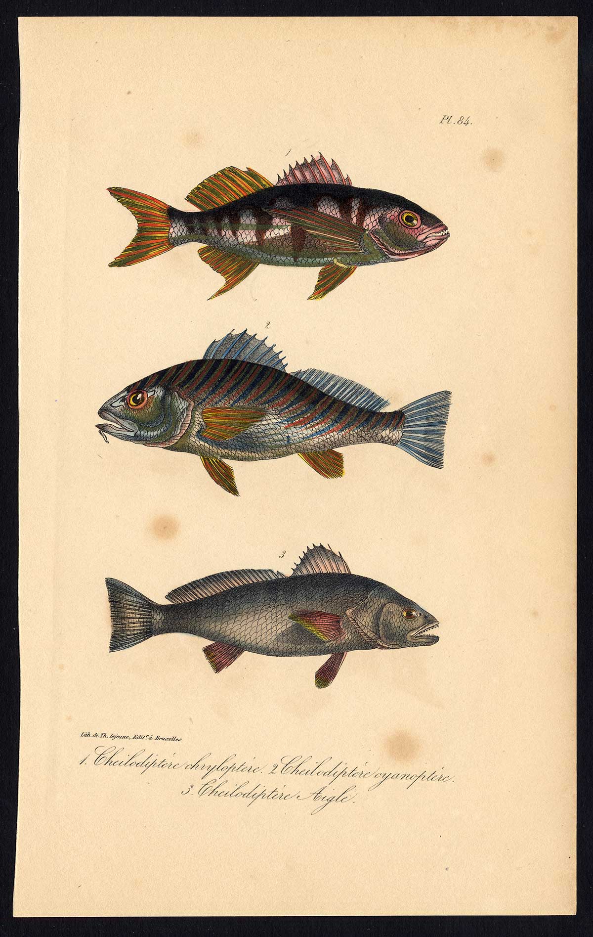, Antique Print-CARDINAL FISH-CHEILIDOPTERUS-APOGONIDAE-Pl. 84-Lacepede-1832, Pictura Antique Prints